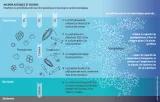 Microplastiques et océans - Interférence potentielle entre les microplastiques et la pompe à carbone biologique