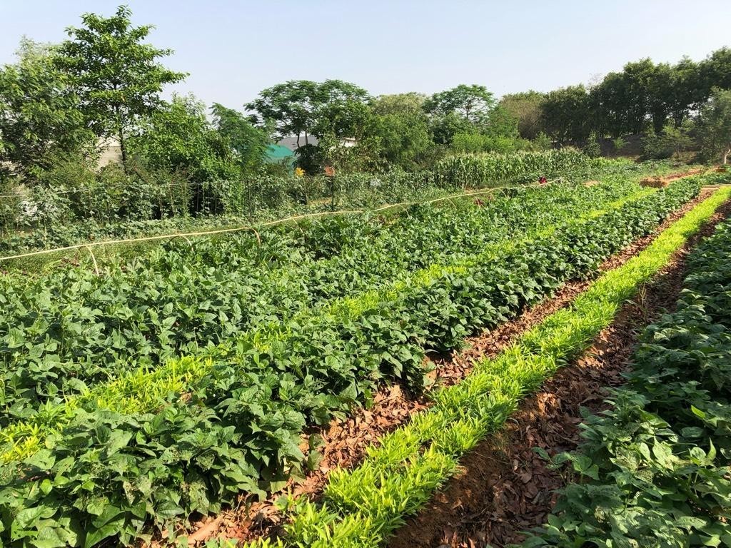 Adapter l’agriculture par l'agroécologie Champs