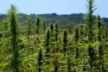 Légalisation du cannabis thérapeutique au Maroc