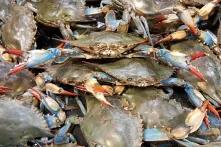The Blue crab: « Daiich » of the Moroccan Coasts or blue gold?