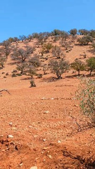 L’homme qui veut reboiser la forêt