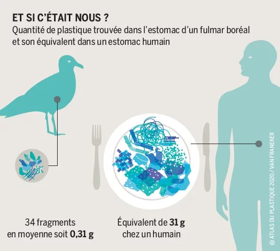 Et si c'était nous ? - Quantité de plastique trouvée dans l’estomac d’un fulmar boréal et son équivalent dans un estomac humain