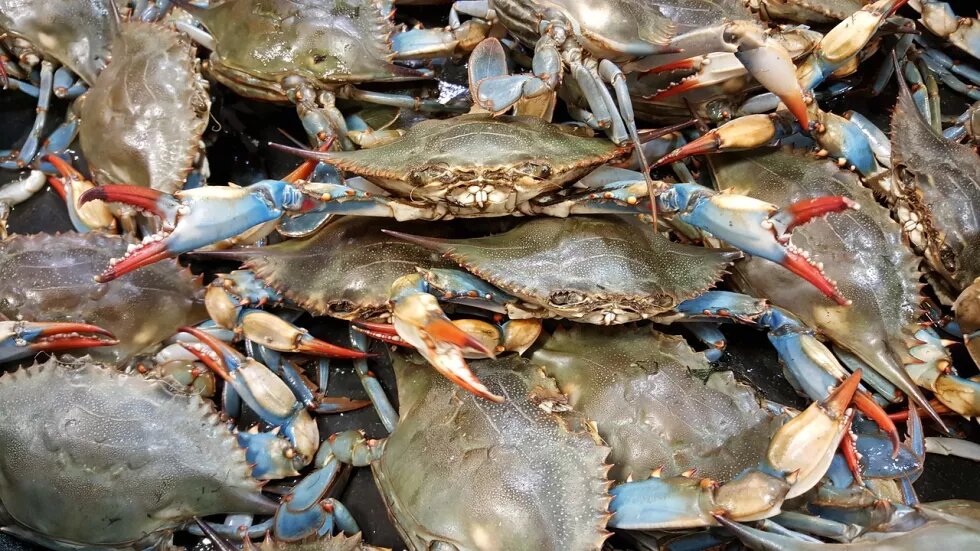 The Blue crab: « Daiich » of the Moroccan Coasts or blue gold?