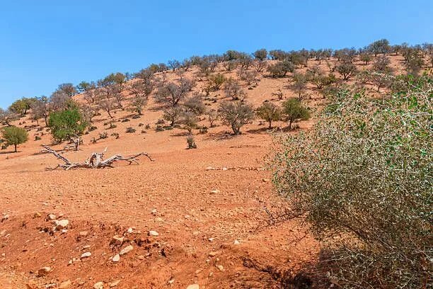 L’homme qui veut reboiser la forêt