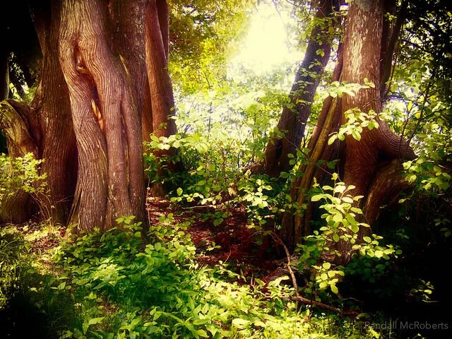 The Way Through